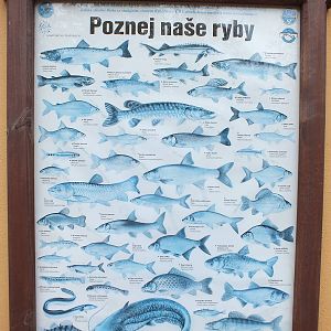 Sign About Native Fish