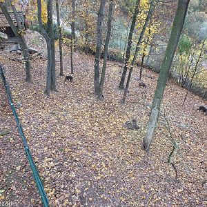 Chinese Goral Enclosure