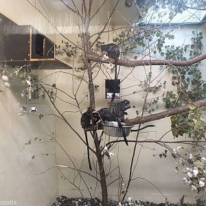 Example Indoor Primate Enclosure in 'Amazonia'