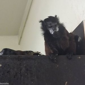 Red-mantled Saddle-back Tamarins in 'Amazonia'