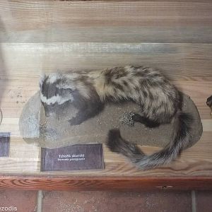 Stuffed Marbled Polecat