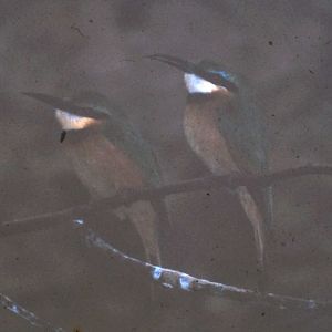 Little bee-eaters