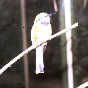 Cinnamon-chested bee-eater