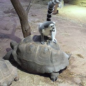 Lemur Urinating on Tortoise
