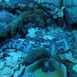 West African Gabon Viper