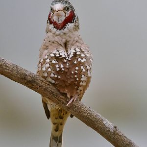 Cut-throat Finch