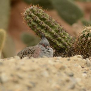 Crested Pigeon