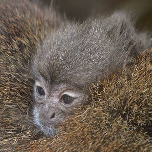Baby Red Titi