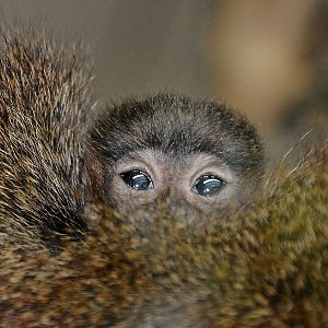 Baby Red Titi