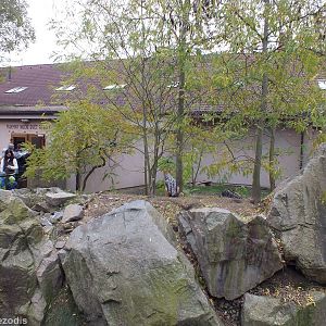 Black-backed Jackal Enclosure