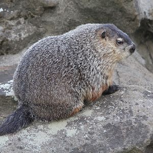 Woodchuck (Marmota monax), August 2015