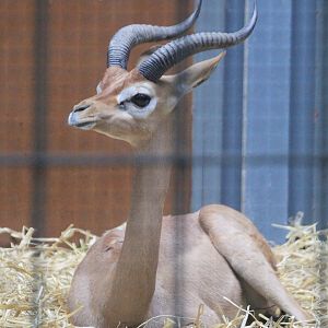 Southern Gerenuk (Litocranius walleri), August 2015
