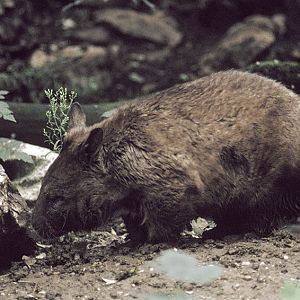Southern hairy-nosed wombat 1973
