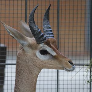Southern Gerenuk (Litocranius walleri), August 2015