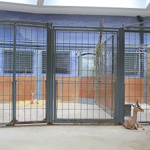 Inside enclosure for Southern Gerenuks (Litocranius walleri), August 2015