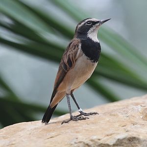 Capped Wheatear (Oenanthe pileata), August 2015