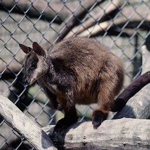 Brush-tailed rock wallaby 1983