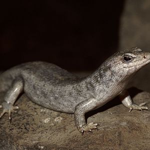 Round Island skink 1983