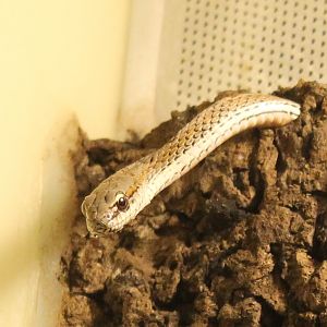 Philodryas psammophidea