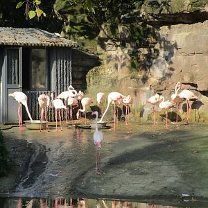 Flamingos - Hongmei Park, Changzhou