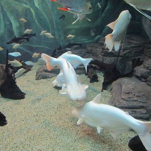 Siamese Shark (albino)