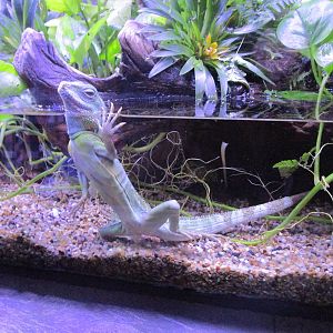 Chinese Water Dragon