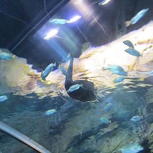 Black Swan - Different Angle