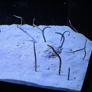 Garden Eels and Pipefish