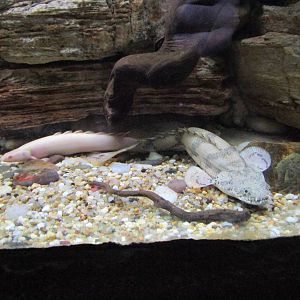 Bichirs