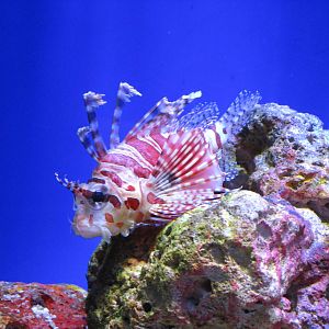 Lion Fish ID