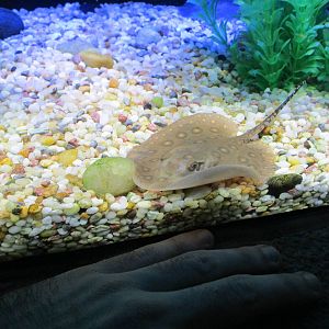 Mottled Freshwater Stingray
