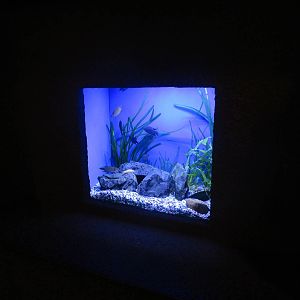 Paradise Fish Tank