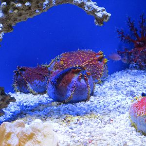 Phillipine Sea Apples