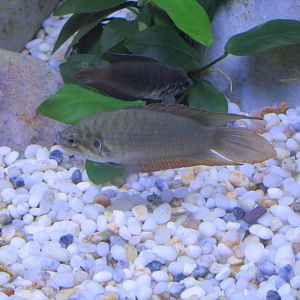 Round Tailed Paradise Fish