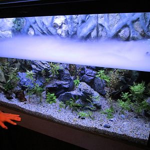 South American Lungfish