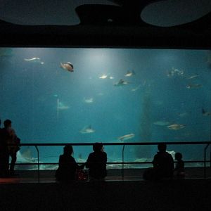 The Open Ocean Tank