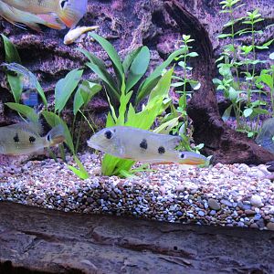 Three Spotted Eartheater