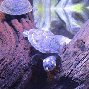 Yellow Spotted Amazon River Turtle