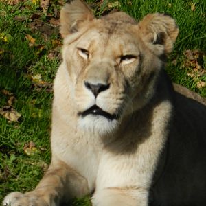 Barbary Lion 26/10/2015