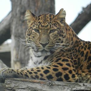 North Chinese Leopard 26/10/2015