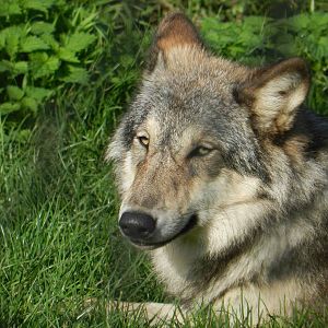 European Grey Wolf 26/10/2015