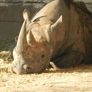 Black Rhino 26/10/2015