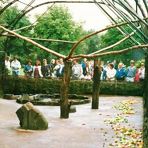 Baboon Pen Chester Zoo July 1987