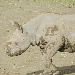 Black Rhino Calf 13/11/2015