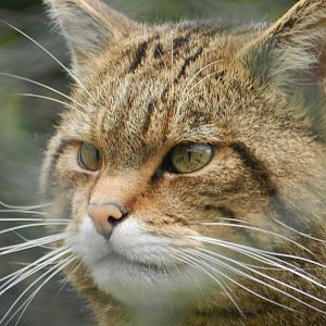 Scottish Wildcat 30/10/2015