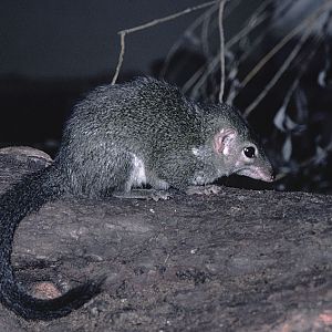 Indian tree shrew 1976