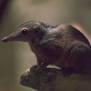 Large tree shrew 1974