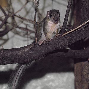 Lesser tree shrew 1974