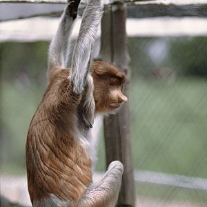Proboscis monkey female 1973