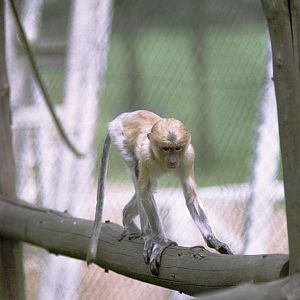 Proboscis monkey juvenile 1973